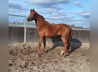 KWPN, Stute, 13 Jahre, 168 cm, Fuchs