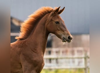 KWPN, Stute, 13 Jahre, 168 cm, Fuchs