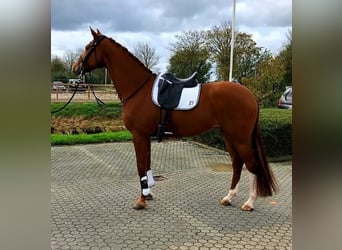 KWPN, Stute, 13 Jahre, 168 cm, Fuchs