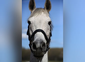 KWPN, Stute, 13 Jahre, 168 cm, Schimmel