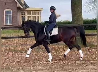 KWPN, Stute, 13 Jahre, 168 cm, Schwarzbrauner