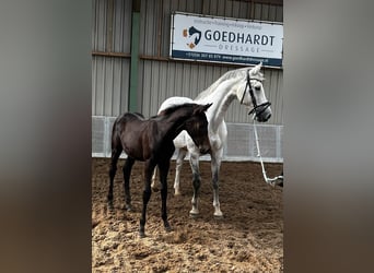 KWPN, Stute, 13 Jahre, 170 cm, Blauschimmel