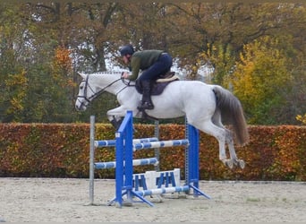 KWPN, Stute, 13 Jahre, 170 cm, Blauschimmel