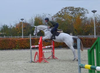 KWPN, Stute, 13 Jahre, 170 cm, Blauschimmel