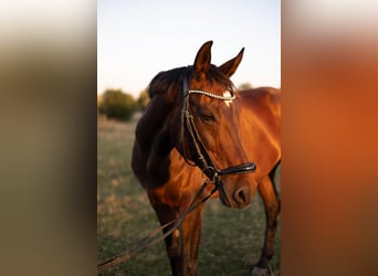 KWPN, Stute, 13 Jahre, 170 cm, Brauner