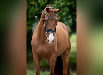 KWPN, Stute, 13 Jahre, 170 cm, Hellbrauner