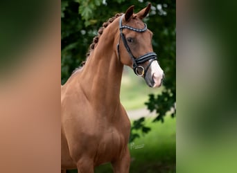 KWPN, Stute, 13 Jahre, 170 cm, Hellbrauner