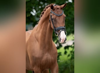 KWPN, Stute, 13 Jahre, 170 cm, Hellbrauner