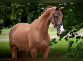 KWPN, Stute, 13 Jahre, 170 cm, Hellbrauner