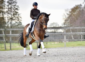 KWPN, Stute, 13 Jahre, 171 cm, Dunkelbrauner