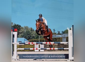KWPN, Stute, 13 Jahre, 172 cm, Brauner