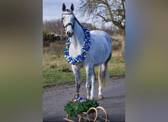 KWPN, Stute, 13 Jahre, 173 cm, Schimmel