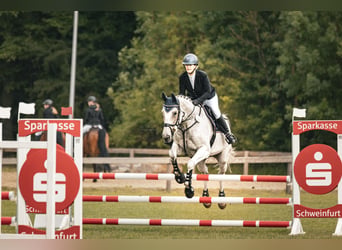 KWPN, Stute, 13 Jahre, 173 cm, Schimmel