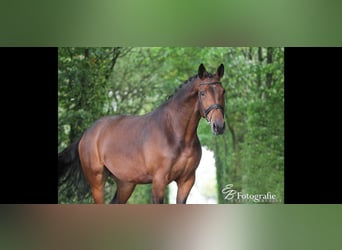 KWPN, Stute, 13 Jahre, 175 cm, Brauner