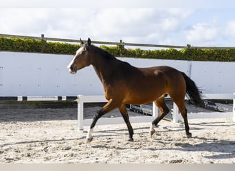 KWPN, Stute, 13 Jahre, 176 cm, Brauner