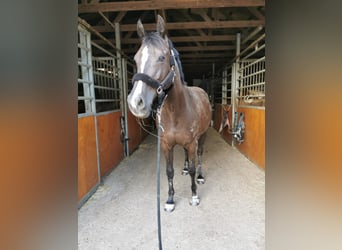 KWPN, Stute, 14 Jahre, 160 cm, Rappe