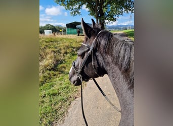 KWPN, Stute, 14 Jahre, 160 cm, Rappe