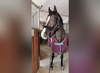 KWPN, Stute, 14 Jahre, 160 cm, Rappe