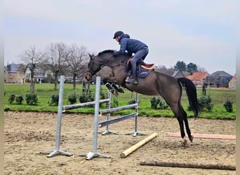 KWPN, Stute, 14 Jahre, 162 cm