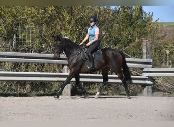 KWPN, Stute, 14 Jahre, 163 cm, Brauner