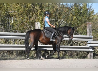 KWPN, Stute, 14 Jahre, 163 cm, Brauner