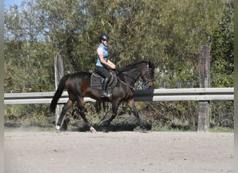 KWPN, Stute, 14 Jahre, 163 cm, Brauner