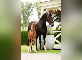 KWPN, Stute, 14 Jahre, 163 cm, Schwarzbrauner