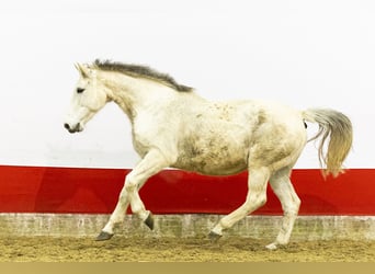 KWPN, Stute, 14 Jahre, 163 cm