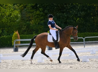 KWPN, Stute, 14 Jahre, 164 cm, Dunkelbrauner