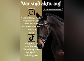 KWPN, Stute, 14 Jahre, 165 cm, Brauner