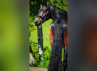 KWPN, Stute, 14 Jahre, 165 cm, Brauner