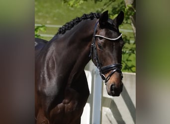 KWPN, Stute, 14 Jahre, 165 cm, Brauner