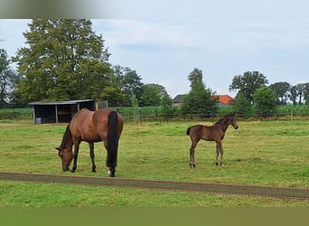 KWPN, Stute, 14 Jahre, 165 cm, Brauner