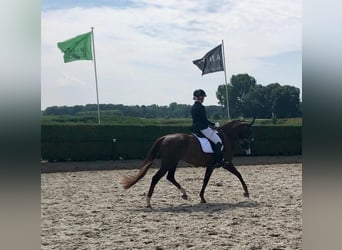 KWPN, Stute, 14 Jahre, 165 cm, Dunkelfuchs