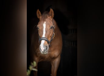 KWPN, Stute, 14 Jahre, 165 cm, Dunkelfuchs