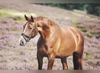 KWPN, Stute, 14 Jahre, 165 cm, Dunkelfuchs