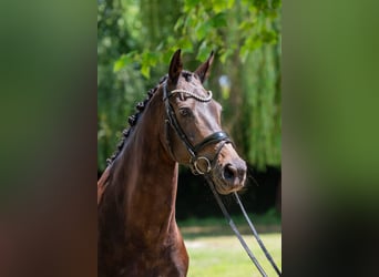 KWPN, Stute, 14 Jahre, 165 cm, Rappe