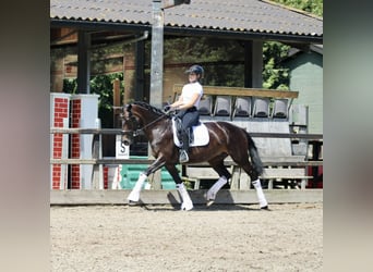 KWPN, Stute, 14 Jahre, 166 cm, Dunkelbrauner