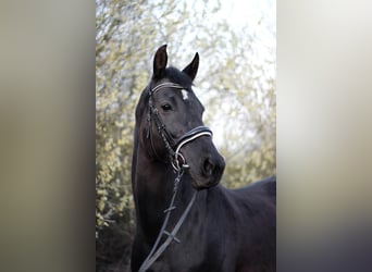 KWPN, Stute, 14 Jahre, 166 cm, Rappe