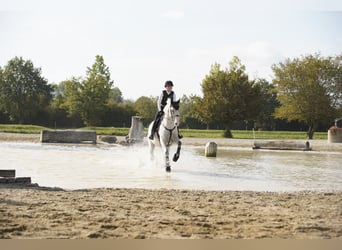KWPN, Stute, 14 Jahre, 166 cm, Schimmel