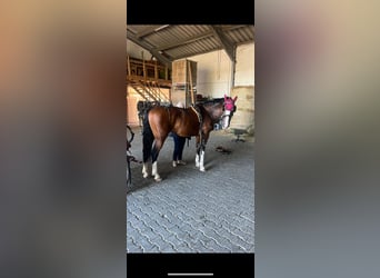 KWPN, Stute, 14 Jahre, 167 cm, Brauner