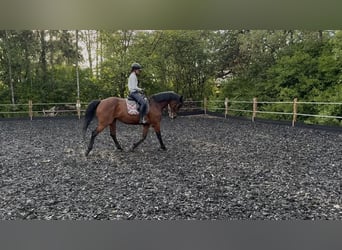 KWPN, Stute, 14 Jahre, 167 cm, Brauner