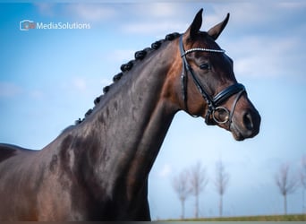 KWPN, Stute, 14 Jahre, 167 cm, Dunkelbrauner