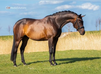 KWPN, Stute, 14 Jahre, 167 cm, Dunkelbrauner