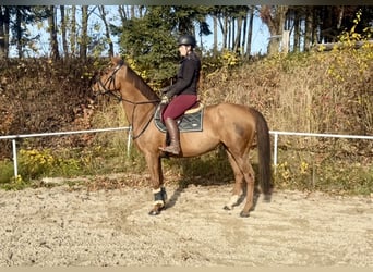 KWPN, Stute, 14 Jahre, 167 cm, Fuchs
