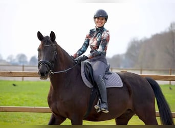 KWPN, Stute, 14 Jahre, 167 cm, Rappe
