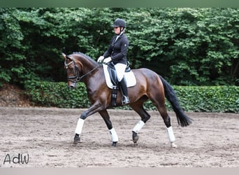 KWPN, Stute, 14 Jahre, 168 cm, Brauner