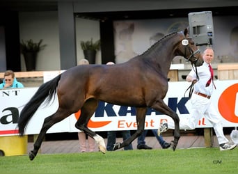 KWPN, Stute, 14 Jahre, 168 cm, Brauner