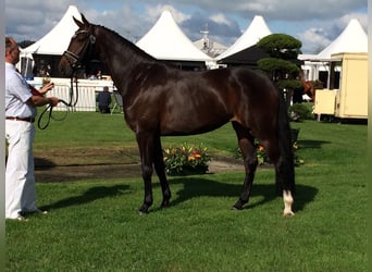 KWPN, Stute, 14 Jahre, 168 cm, Brauner