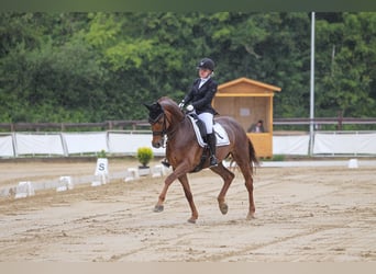 KWPN, Stute, 14 Jahre, 168 cm, Fuchs